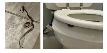 “새벽에 화장실 갔다가” … 변기에서 뱀에 물린 여성